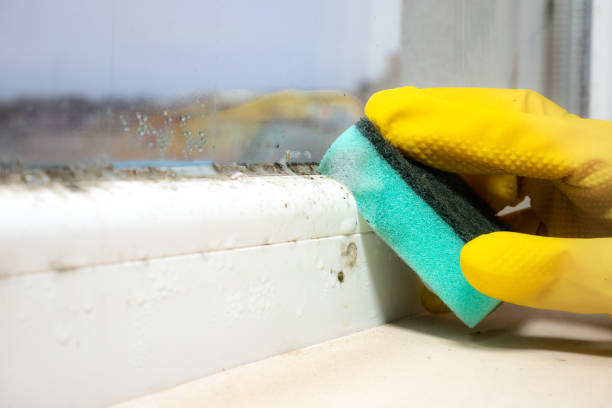 Why You Should Choose Our Mold Remediation Services in Clyde Hill, WA